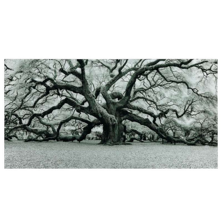 Wall Decor * | Brand New Empire Art Direct "The Angel Oak" Wall Art Frameless Free Floating Tempered Art Glass 72 X36