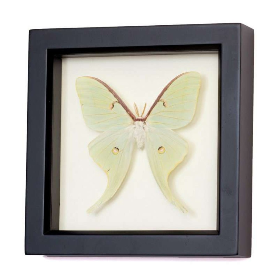 Wall Decor * | Best Reviews Of Bug Under Glass Framed Luna Moth Shadowbox Display