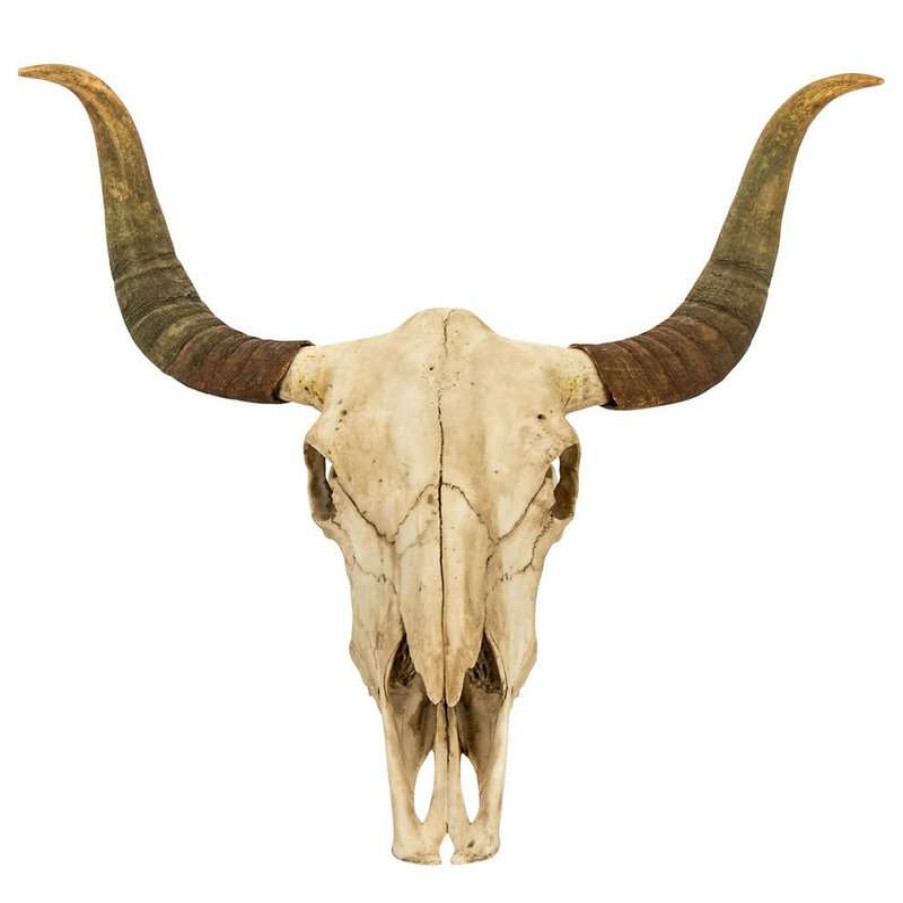 Wall Decor * | Coupon Zentique, Inc. Bull Skull Wall Decor