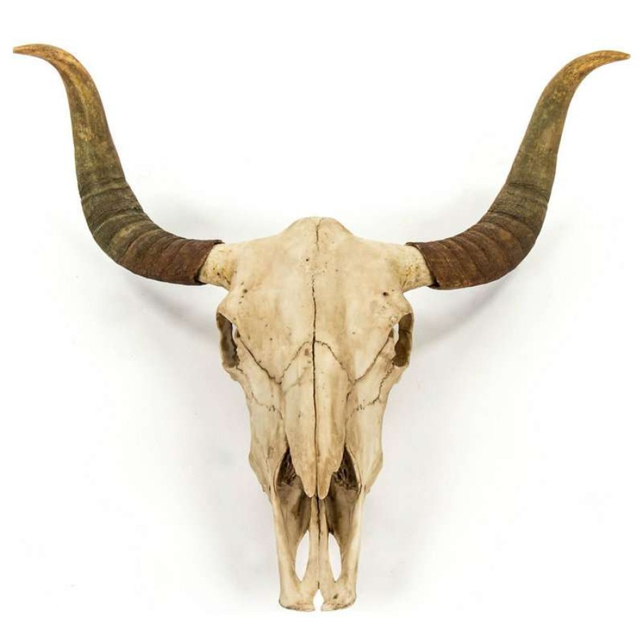 Wall Decor * | Coupon Zentique, Inc. Bull Skull Wall Decor