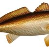 Wall Decor * | Discount Charlotte International Replica Red Drum Fish Ocean Restaurant Wall Decor 28 Inch